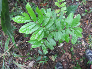 Laudo de vegetação